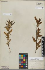 Foto von Salix lucida Muhl.